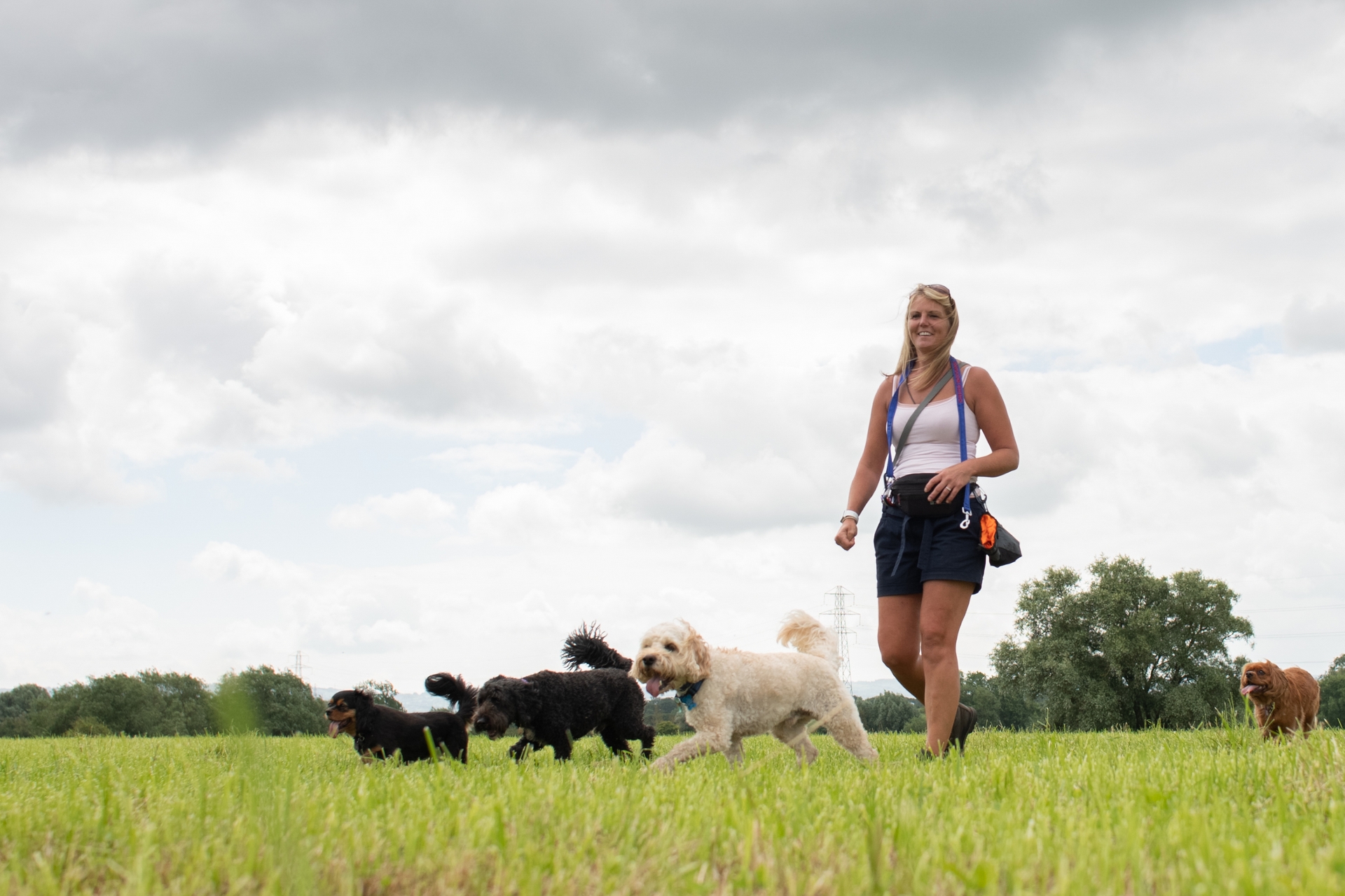 Cheltenham Dog Day Care Services