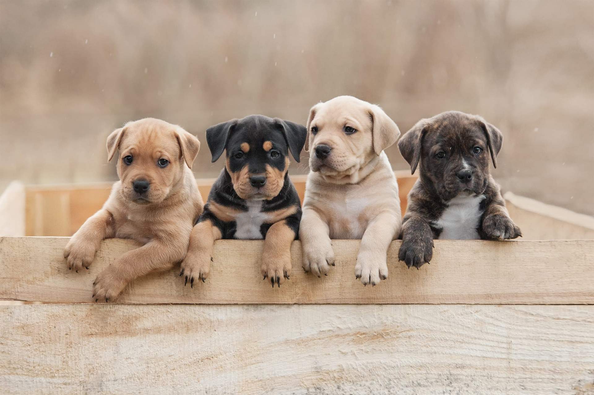 Home Puppy Visits for Customers in Cheltenham and Surrounding arears