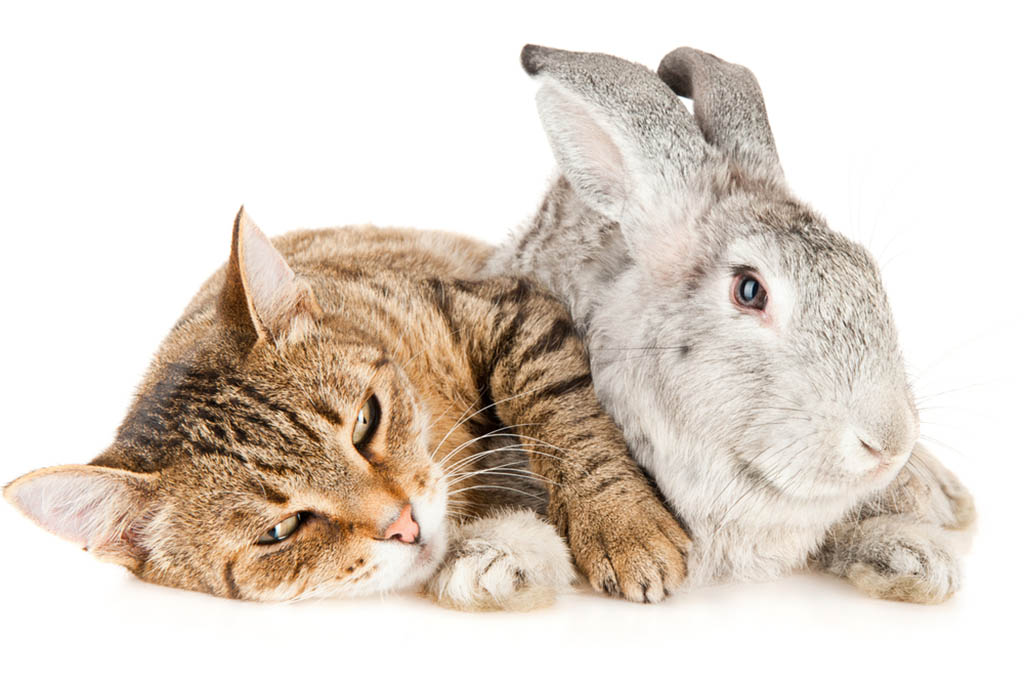Cat and other small animal home visits in Cheltenham