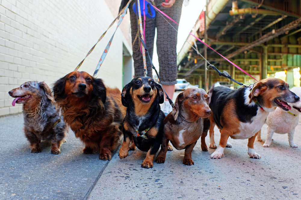 Group Dog Walks In Cheltenham